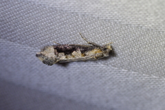 Trithamnora certella