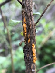 Puccinia evadens