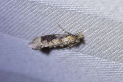 Trithamnora certella