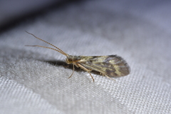 Pycnocentrodes aureolus