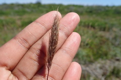 Cymbopogon marginatus