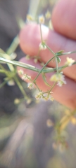 Galium trichocarpum
