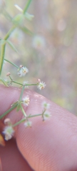 Galium trichocarpum