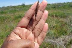 Cymbopogon marginatus