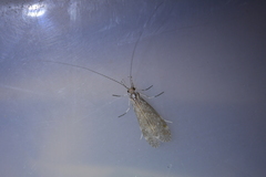 Triplectides cephalotes