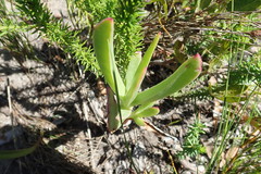 Carpobrotus deliciosus