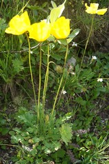 Papaver croceum