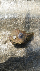 Cellana