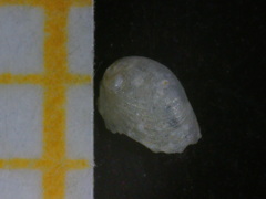 Haliotis tuberculata