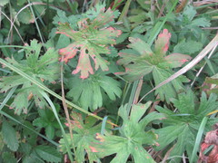 Geranium collinum