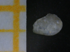 Haliotis tuberculata