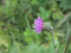 Cirsium canum
