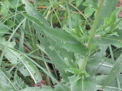 Cirsium canum