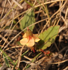 Hermannia