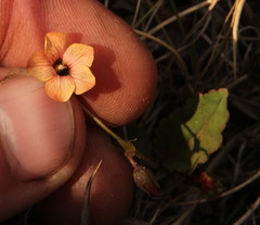Hermannia