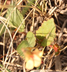 Hermannia