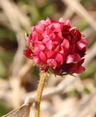 Trifolium africanum africanum