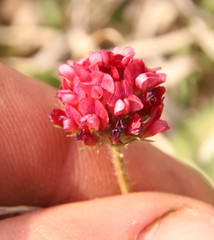 Trifolium africanum africanum