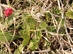 Trifolium africanum africanum