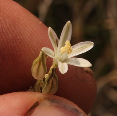 Chlorophytum