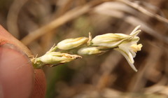 Chlorophytum