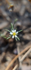 Chaetanthera tenella