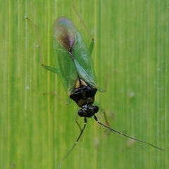 Cyrtorhinus
