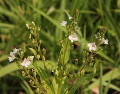 Veronica anagallis-aquatica
