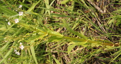 Veronica anagallis-aquatica
