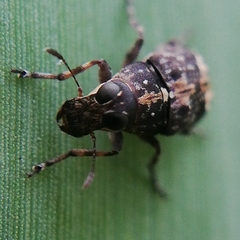 Tropiderini