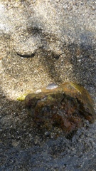 Cellana