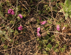 Ipomoea crassipes