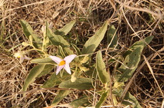 Solanum