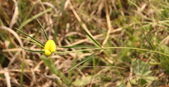 Fabaceae