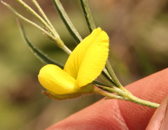 Fabaceae
