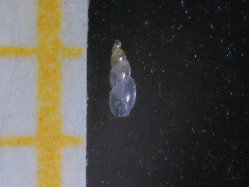 Representative image of Ondina obliqua