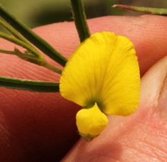 Fabaceae