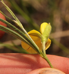 Fabaceae
