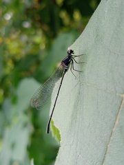 Onychargia atrocyana