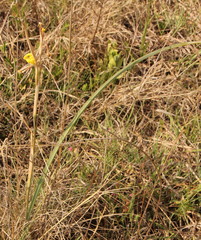 Moraea pallida