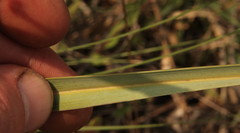 Moraea pallida