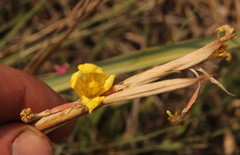 Moraea pallida