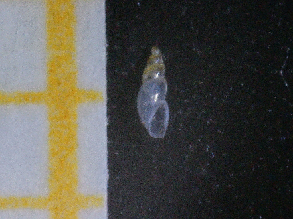 Ondina obliqua