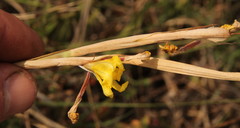 Moraea pallida