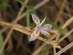 Moraea stricta