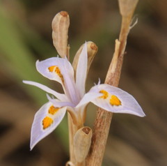 Moraea stricta