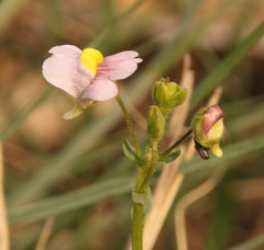 Nemesia fruticans
