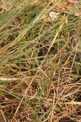 Nemesia fruticans