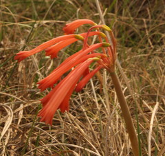 Cyrtanthus tuckii