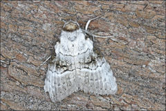 Acatapaustus metallopa